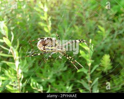 Wasp spider Stockfoto