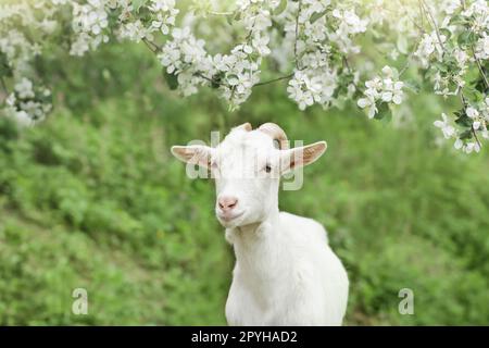 Cute White Ziege Porträt auf Blumen Hintergrund Stockfoto