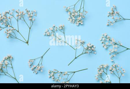 Gypsophilie-Ast mit weißen Blumen auf blauem Hintergrund, Draufsicht Stockfoto