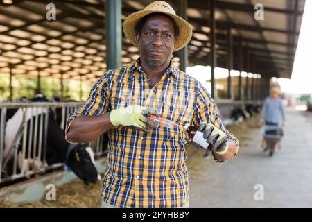 afroamerikanischer Bauer mit Spritze und Impfstoff in seinen Händen auf der Milchfarm Stockfoto