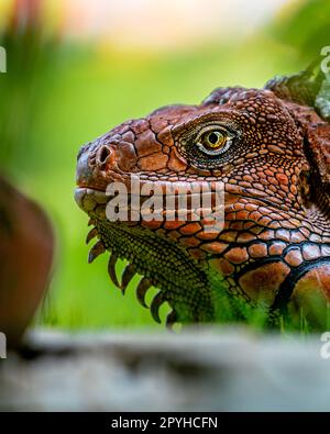 Roter Leguanenkopf Nahaufnahme, jugendlicher roter Leguan, Tier Nahaufnahme Stockfoto