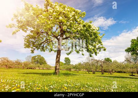 Im Frühling blühen wunderschöne Birnenbäume im Naturpark. Stockfoto