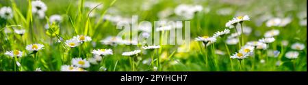 Panoramablick auf die blühenden Gänseblümchen auf dem Frühlingsfeld. Stockfoto