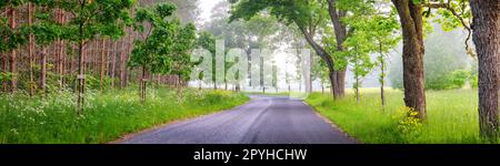 Panoramablick auf die kurvige Asphaltstraße im nebligen Naturpark. Stockfoto