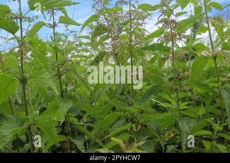 Frische Brennnesselpflanzen in Nahaufnahme an einem sonnigen Sommertag Stockfoto