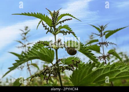 Frische Brennnesselpflanzen in Nahaufnahme an einem sonnigen Sommertag Stockfoto