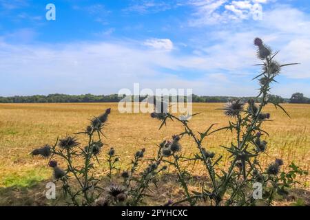 Wunderschöne Distelpflanzen am Rande eines Feldes im Sommer an einem sonnigen Tag Stockfoto