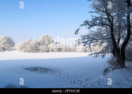 Bäume im Winter mit viel Schnee. Stockfoto