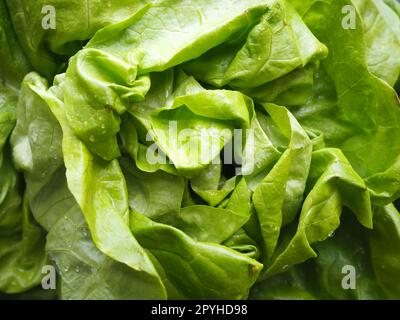 Salat. Ein Jahreskraut der Gattung Salat der Familie Asteraceae. Köstliche, verstärkte Blätter. Grüner Salat oder Beilage. Frische Kräuter für gesunde Ernährung Stockfoto