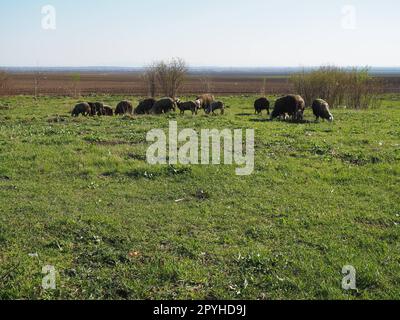 Eine Herde Schafböcke auf dem Feld. Wiederkäuer grasen auf der Wiese. Schafe und Schafe werden bis ins Gras gezüchtet. Landwirtschaft und Tierhaltung in Serbien. Braune oder schwarze Schafrasse. Tiere für die Wollproduktion Stockfoto