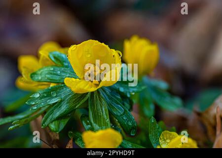 Makro der Winteraconitblüten im Wald Stockfoto