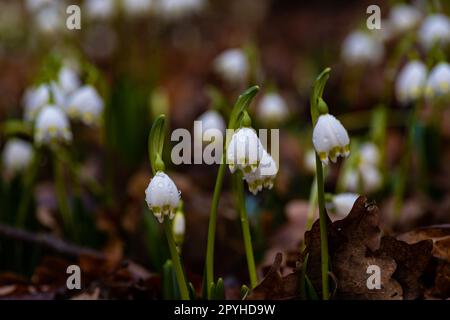 Eine Gruppe von Frühlings-Schneeflockenblumen bedeckt mit Wassertropfen in einem Wald nach Regen Stockfoto