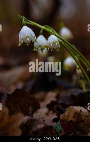 Eine Gruppe von Frühlings-Schneeflockenblumen bedeckt mit Wassertropfen in einem Wald nach Regen Stockfoto