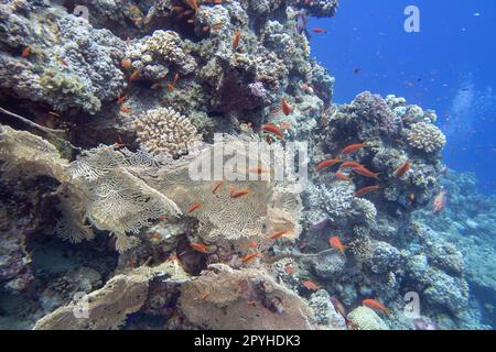 Farbenfrohe, malerische Korallenriffe am Grund des tropischen Meeres, gelber Gorgonier und Fische Anthias, Unterwasserlandschaft Stockfoto