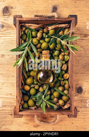 Frische Olivenernte Stockfoto