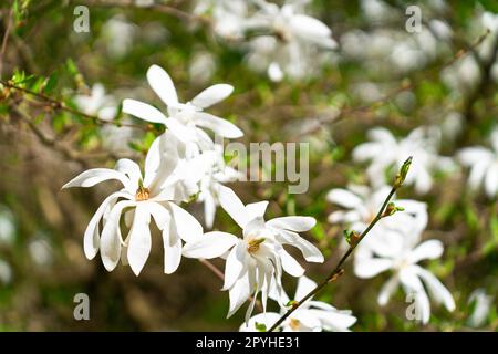 Magnolia stellata, manchmal auch als Sternmagnolie bezeichnet, ist ein langsam wachsender Strauß oder kleiner Baum, der in Japan heimisch ist. Magnolia stellata Siebold und Zucc. Maxim. Stockfoto