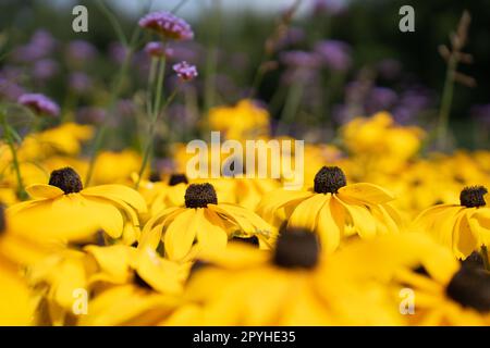 Geringe Schärfentiefe. Rudbeckia fulgida, Orangenechinacea oder perenniale Echinacea Stockfoto