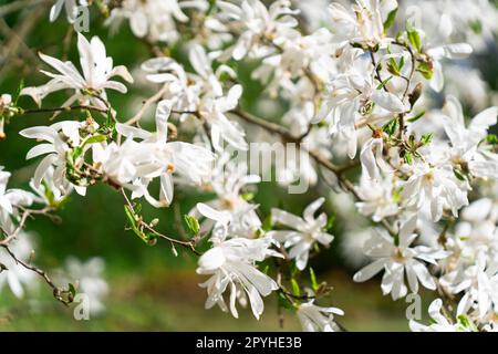 Magnolia stellata, manchmal auch als Sternmagnolie bezeichnet, ist ein langsam wachsender Strauß oder kleiner Baum, der in Japan heimisch ist. Im Frühling, bevor sich die Blätter öffnen, trägt er große, leuchtende weiße oder rosafarbene Blüten. Stockfoto