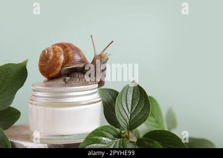 Schnecke, Glas mit Hautcreme auf grünem Laubhintergrund. Schneckenschleim. Kosmetikklinikkonzept. Stockfoto