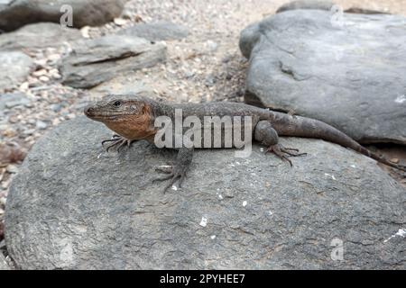 Gran-Canaria-Rieseneidechse (Gallotia stehlini) Stockfoto