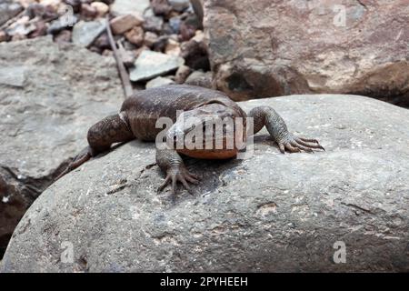 Gran-Canaria-Rieseneidechse (Gallotia stehlini) Stockfoto