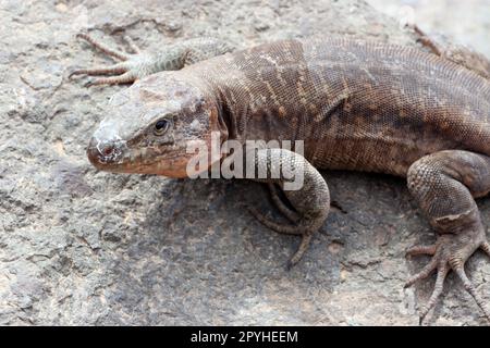 Gran-Canaria-Rieseneidechse (Gallotia stehlini) Stockfoto