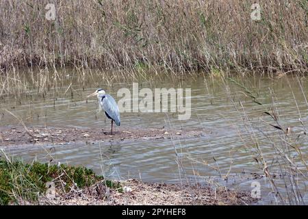 Graureiher oder Fischreiher (Ardea cinerea) im Vogelschutzgebiet Charco de Masplomas Stockfoto