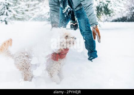 Schneeballschlacht Spaß mit Haustier und seinem Besitzer im Schnee. Winterferien-Emotionen. Stockfoto