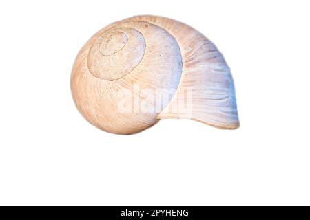 Schneckenausschnitt. Detaillierte Schale einer Schnecke. Zur weiteren Verarbeitung für die Komposition. Stockfoto