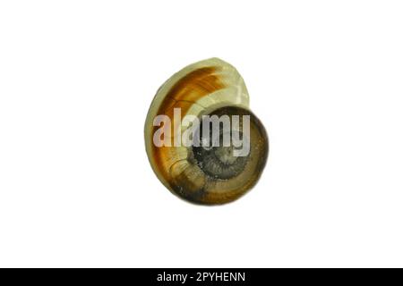 Schneckenausschnitt. Detaillierte Schale einer Schnecke. Zur Weiterverarbeitung z. B. für das Kompostieren. Stockfoto