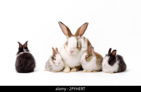 Mutterkaninchen und vier neugeborene Hasen auf weißem Hintergrund. Stockfoto