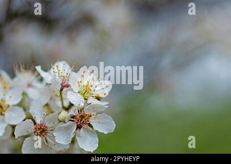 Weiße, blühende Weißdornblumen im Frühling Stockfoto