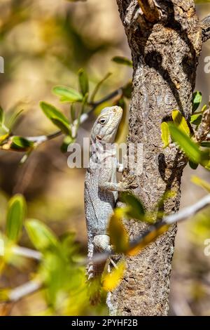 Merrems Madagaskar Swift, Oplurus cyclurus, Arboretum d'Antsokay. Madagaskar Wildtiere Stockfoto