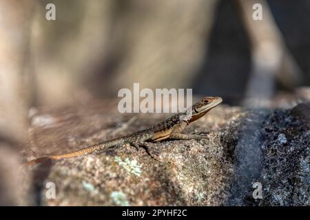 Grandidier's Madagaskar Swift, Oplurus grandidieri, Anja Community Reserve. Madagaskar Wildtiere Stockfoto