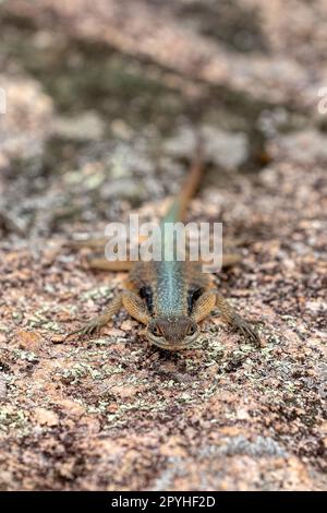 Grandidier's Madagaskar Swift, Oplurus grandidieri, Tsingy De Bemaraha. Madagaskar Wildtiere Stockfoto