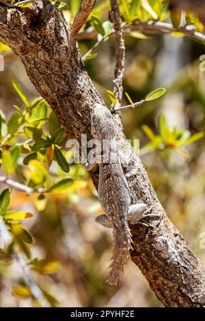 Merrems Madagaskar Swift, Oplurus cyclurus, Arboretum d'Antsokay. Madagaskar Wildtiere Stockfoto