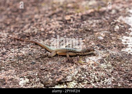 Grandidier's Madagaskar Swift, Oplurus grandidieri, Tsingy De Bemaraha. Madagaskar Wildtiere Stockfoto