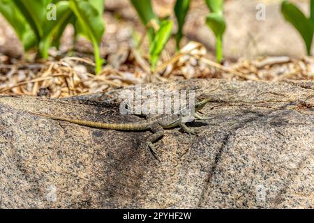 Dumerils Madagaskar Swift, Oplurus quadrimaculatus, Anja Community Reserve. Madagaskar Wildtiere Stockfoto