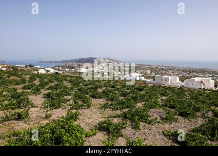 Assyrtiko - einheimische Weintrauben auf der Insel Santorin Stockfoto
