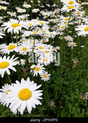 Gänseblümchen am Morgen auf einer Frühlingswiese Stockfoto