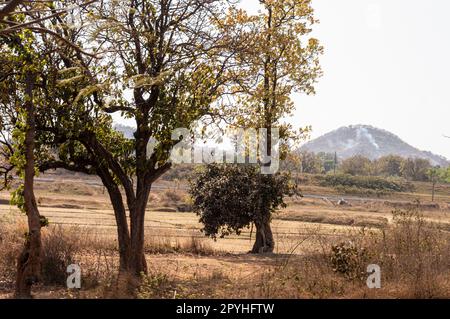 Bäume auf den Feldern des Chota Nagpur Plateaus vor fernen Bergen im Hintergrund. Ramgarh Jharkhand Indien Stockfoto