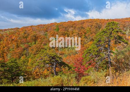 Herbstfarben auf einem Berghang Stockfoto