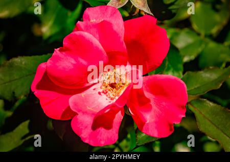 China Rose (Rosa chinensis) wird am 30. April 2023 in Loxley, Alabama, abgebildet. Stockfoto