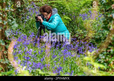 Castlefreke, West Cork, Irland. 3. Mai 2023. Bluebells (Hyacinthoides non-scripta) erblühten heute Abend in Castlefreke Woods, West Cork. Mitglieder des Clonakilty Camera Club gingen in den Wald, um Fotos von den Wildblumen zu machen. Kredit: AG News/Alamy Live News. Stockfoto