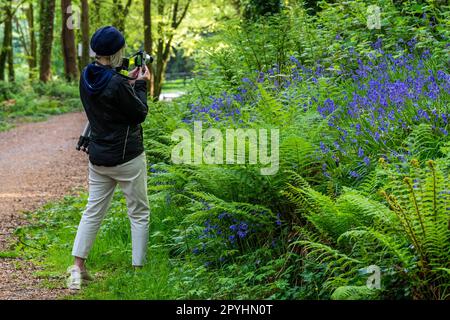 Castlefreke, West Cork, Irland. 3. Mai 2023. Bluebells (Hyacinthoides non-scripta) erblühten heute Abend in Castlefreke Woods, West Cork. Mitglieder des Clonakilty Camera Club gingen in den Wald, um Fotos von den Wildblumen zu machen. Kredit: AG News/Alamy Live News. Stockfoto