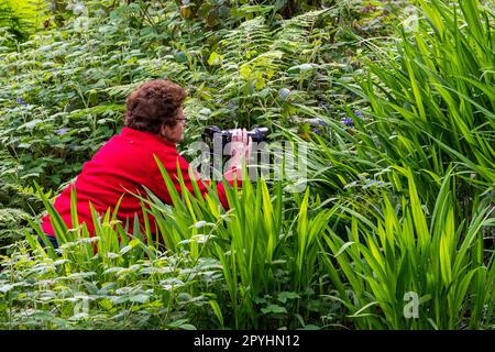 Castlefreke, West Cork, Irland. 3. Mai 2023. Bluebells (Hyacinthoides non-scripta) erblühten heute Abend in Castlefreke Woods, West Cork. Mitglieder des Clonakilty Camera Club gingen in den Wald, um Fotos von den Wildblumen zu machen. Kredit: AG News/Alamy Live News. Stockfoto