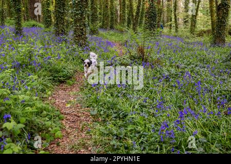 Castlefreke, West Cork, Irland. 3. Mai 2023. Bluebells erblühten heute Abend in Castlefreke Woods, West Cork. Bobby, der Hund aus clonakilty, lief gerne durch die wilden Blumen. Kredit: AG News/Alamy Live News Stockfoto