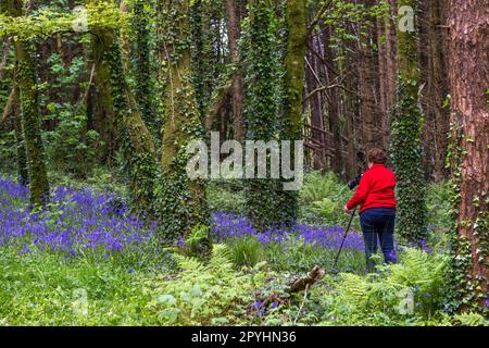 Castlefreke, West Cork, Irland. 3. Mai 2023. Bluebells (Hyacinthoides non-scripta) erblühten heute Abend in Castlefreke Woods, West Cork. Mitglieder des Clonakilty Camera Club gingen in den Wald, um Fotos von den Wildblumen zu machen. Kredit: AG News/Alamy Live News. Stockfoto