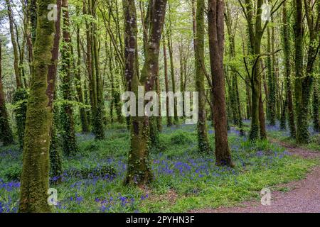 Castlefreke, West Cork, Irland. 3. Mai 2023. Bluebells erblühten heute Abend in Castlefreke Woods, West Cork. Kredit: AG News/Alamy Live News Stockfoto