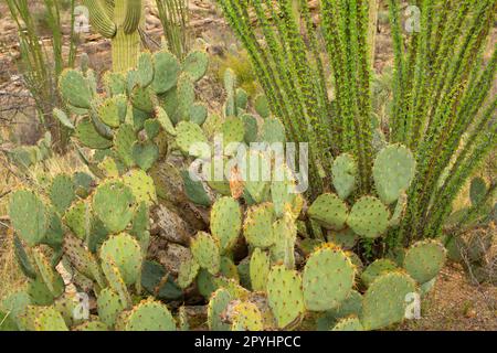 Stachelfeige mit Ocotillo am Tanque Verde Trail, Saguaro National Park-Rincon Mountain Unit, Arizona Stockfoto